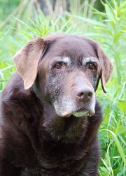 BH &nbsp;Kariminn's Nougat Icecream