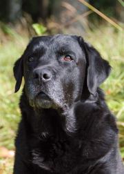 FI&SE&NO&POHJ JVA &nbsp;FI MVA &nbsp;FI TVA &nbsp;Buckthorn's Rumba