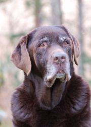 C.I.B &nbsp;FI&EE MVA &nbsp;FI&SE&NO&POHJ JVA &nbsp;BH &nbsp;TK2 &nbsp;Buckthorn's Lucky Coin