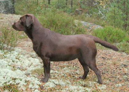 Lotta lokakuussa 2001