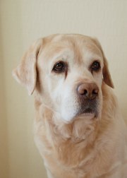 RTK1 &nbsp;Buckthorn's Pineapple