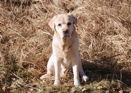 Onni maaliskuussa 2020