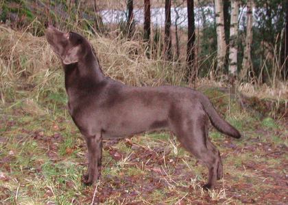 Pinni joulukuussa 2007