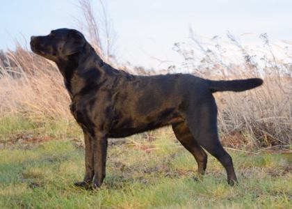 Sara lokakuussa 2011 © Marjo Järventölä