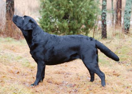 Siiri marraskuussa 2009