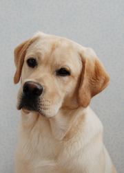 It's Sir Topi Vom Boyer Moor